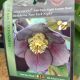 HELLEBORUS HONEYMOON NEW YORK NIGHT #1