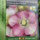 HELLEBORUS HONEYMOON PARIS IN PINK #1