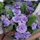 PRIMULA  BOUQUET PERFECT WATERCOLOR BLUE #1