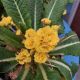 PRIMULA  PRIMA BELARINA SPRING SUN #1