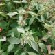 PYCNANTHEMUM SMOKEY MOUNTAIN MINT#1
