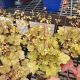 HEUCHERA GINGER ALE #1