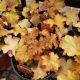 HEUCHERA ZIPPER #1
