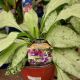 PULMONARIA SILVER SCIMITAR #1