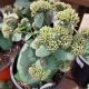 SEDUM BANANA SPLIT #1