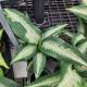 DIEFFENBACHIA 4