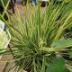 GRASS FESTUCA PERFECT EDGING #1