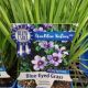 SISYRINCHIUM ANGUSTIFOLIUM QT