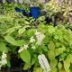 EPIMEDIUM NIVEUM #1