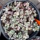 SEDUM LIDAKENSE #1