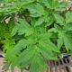 ANGELICA GIGAS #1