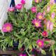 DELOSPERMA JOD CANDYSTONE 3.5
