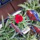 DIANTHUS CARY. DYNAMITE 4.5