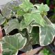 HEDERA HELIX GLACIER 3.5