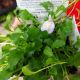 MAZUS REPTANS 3.5