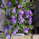 PHLOX VIOLET PINWHEELS 3.5