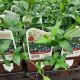 VINCA MINOR 3.5