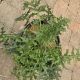 ACANTHUS SPINOSA #2