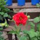 GEUM BLAZING SUNSET #1