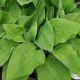 HOSTA  AUGUST MOON QT