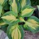 HOSTA GREAT EXPECTATIONS QT