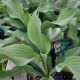 HOSTA KROSSA REGAL QT