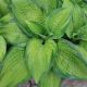 HOSTA PARADIGM QT