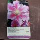 CLEMATIS PIILU #2
