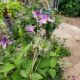 CLEMATIS STAND BY ME PINK #2