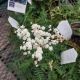 FILIPENDULA FLORE PLENO #1