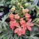 DELPHINIUM PRINCESS CAROLINE#1