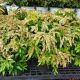 PIERIS AVALANCHE #2