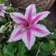 CLEMATIS CARNABY #2