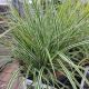 GRASS CARX EVEREST #1.5