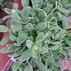 STACHYS LITTLE LAMB #1.5