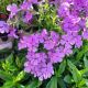 PHLOX CANDY CLOUD BL QT