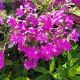 PHLOX CANDY CLOUD D. PNK QT