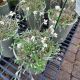 ANTENNARIA NEGLECTA #1
