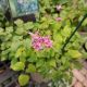 EPIMEDIUM LILFEE #1