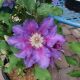 CLEMATIS BARONESS FOOKES #2
