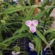 TRADESCANTIA PINK CHABLIS #1
