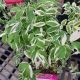POLEMONIUM TOUCH OF CLASS #1