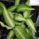 DIEFFENBACHIA 4