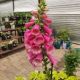 DIGITALIS CAMELOT ROSE 3.5