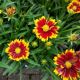 COREOPSIS UPTICK RED QT