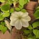 CLEMATIS GUERNSEY CREAM #1