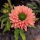ECHINACEA S.PUMPKIN #1