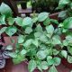 PEPEROMIA 6