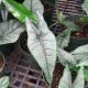 ALOCASIA 6