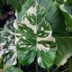 ALOCASIA 6' GAGEANA VARIEGATED
